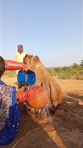 ناقة على وشك الموت… وما حدث بعدها أبكى الجميع