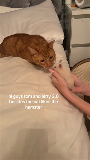Adorable Cat & Hamster Friendship