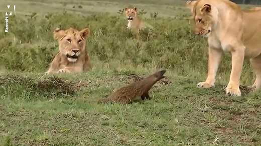 22M views · 2.3K shares | This mongoose is very angry  | Metro | Facebook
