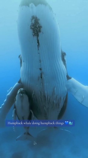 ••Humpback Whale Fun Facts•• Most humpback whales don't actually have a hump on their back. Instead, the name is derived from the hump that appears when they arch their backs prior diving. A humpback whale head is covered with tubercles (knobs). Each knob contains at least one piece of stiff hair. The purpose of the hair is not known, though some believe it's used to detect motion. Humpback whales have two blowholes, one for each lung. Their lungs are roughly the size of a Toyota Prius. Unlike h