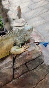 PET STATION mattool Kannur Kerala. #reelsfacebook #reelsvideoシ #reelsfbシ #tendingreels_________like_follow_comment @followers @highlight | Salman Ki Vlogs