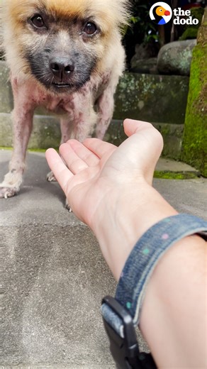 3.6M views · 149K reactions | Pomeranian who was locked in a cage by his previous owners grows the fluffiest long coat — and has his own playroom with a ball pit now  You can keep up with Thompson on Instagram: thedo.do/Thompson. To help Mission Pawsible rescue more animals, visit: thedo.do/MPhealingcentre. You can also check them out on Instagram: thedo.do/pawsible. | The Dodo | Facebook