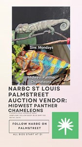 NARBC St Louis & Redline present Palmstreet Live Auction vendor-...