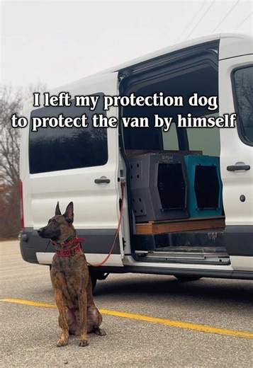 Solo the Protection Dog Excels at Guarding the Van