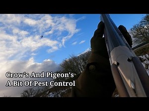Pest Control at the farm, Crow and Pigeon Shooting