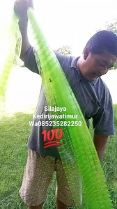 64 reactions · 120 shares | Bisa pesan segala ukuran jala info jelas lengkap dijawab bapaknya langsung yang buat jala hubungi WA Vc 085235282250 maaf tidak bisa cod , terima kasih banyak #semuaorang | Sila Jaya | Facebook