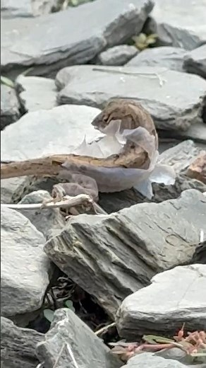 Why This Lizard Eats Its Own Skin