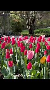 35K views · 5.2K reactions | The beauty of Tulips 殺 | Garden Idea | Facebook