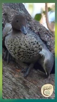 Tree-Hollow Nester: Wood Duck up high