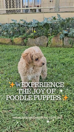 19 reactions · 31 shares | ✨ Experience the Joy of Poodle Puppies ✨...
