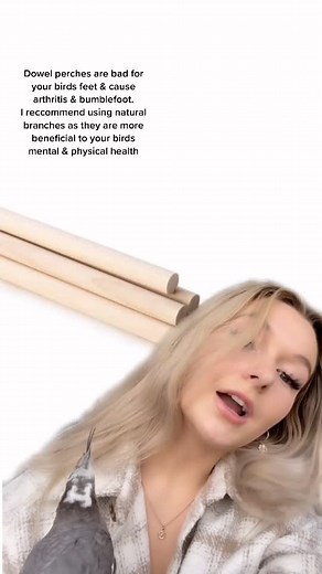 Dangers of Improper Bird Cage Accessories Revealed by Saeshell