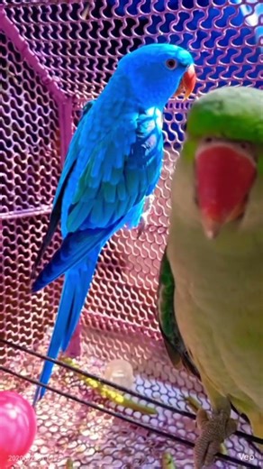 #cute #talkingparot #mithu #shorts