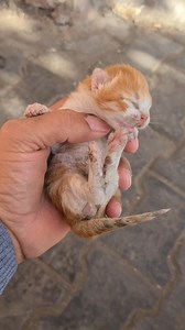 Watch This Newborn Kitten Find Her Voice! | Cat lover's