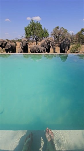 Watch this breathtaking moment at Ngala Safari Lodge. #elephant #naturelovers #wildlife #Safari #Wow | Kruger Gone Wild Safaris