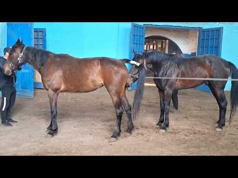 A pair of bay horses were mated