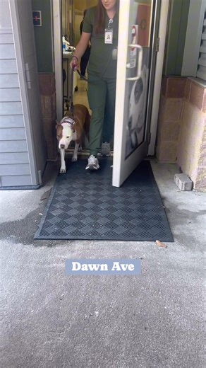 Every dog has a theme song 🎶 🌧️ Rain- 6.5 years old with the brightest eyes and a tail that never stops wagging! 🧈 Butterfinger- a good ol’ 4-year-old boy who just wants a road trip and some belly rubs. 💥Tigger- a 9-year-old that gives off that “it wasn’t me” energy🫣 🌞 Dawn Ave- is literally sunshine in dog form. She’s a super chill 2-year-old!! 🦴Gobsmacked-is a 1-year-old zoomie king who is coming out of his cage and is doing just fine! 🎉 Miller- He might give off some frat boy energy, 