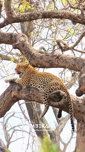 Watch this stunning leopard seen in Kruger National Park . | Nombekana Safaris and Wildlife Photography
