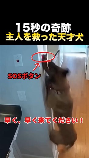 【衝撃CCTV】発作で倒れる主人を察知し、自ら「通報」した愛犬。🐕🚨 #shorts #天才犬 #命の恩人