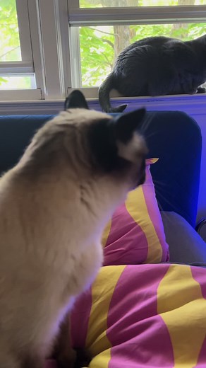 I have three Levoit air purifiers in my house and they are the star of the show! Air is fresh, helps with my allergies, and easy to maintain. LOVE! LOVE! LOVE! #levoit #airpurifier #levoitairpurifier #tts #tiktoktshop #pourtoi #fy #fyp #getone #seriously #magic #clean #fresh #sleek #cats #catsoftiktok