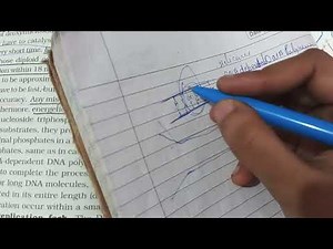 Dna replication for neet and board