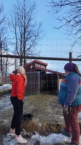 Behind every wooly muskox coat is a heart that deserves gentle care. They’re fierce on the outside — but their care needs are almost as soft as their underfur. Right now, routine medical care like hoof trims and blood draws can only happen through darted sedation, which adds stress for these sassy giants. This Giving Tuesday, you can help change that. Watch AWCC Executive Director Howie and AWCC Head Veterinarian Dr. Oakley as they share how a hydraulic squeeze chute system will transform muskox