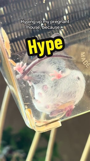 Hyping Up My Pregnant Mouse for the Big Day