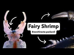 The Rock Pool Fairy Shrimp (Branchinecta packardi)