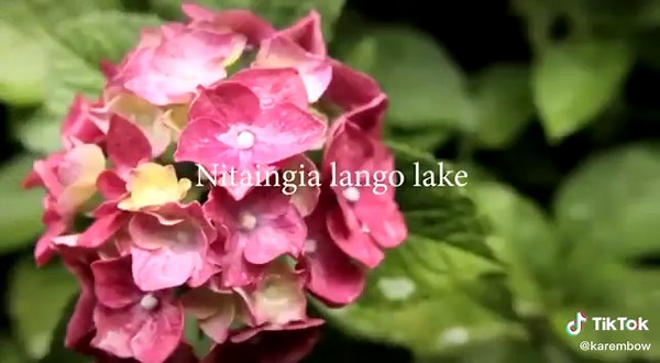 avana (@avana346)’s videos with original sound - avana