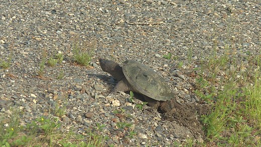 27K views · 88 reactions | Snapping turtles are seeking warm, sandy roadsides to lay eggs — but don't try to help them cross the road. Read more: www.cbc.ca/1.4172378 | Follow us: www.cbc.ca/nb | Facebook