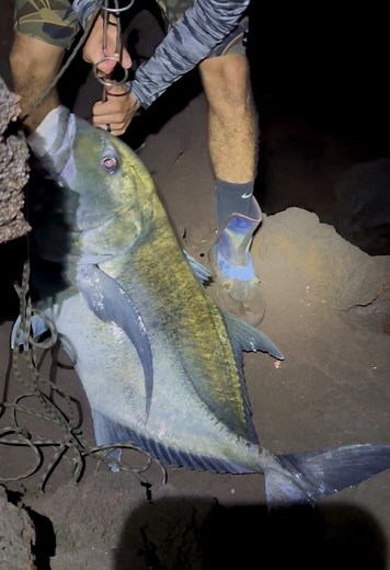 FREAKY ULUA 🤨😂 guess the weight 🤔 (after the “fluid” release) #hawaiitiktok #uluafishing #fishing #fyp @Bkr @sepufeke