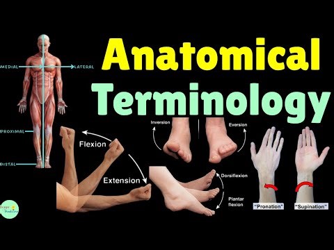 Anatomical Terminology: Position, Planes, Directions, Movements for Medical, Nursing Students