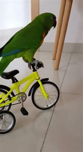 Cycling bird Amazing parrot cycles through the park with ease #bike #birds #parrots