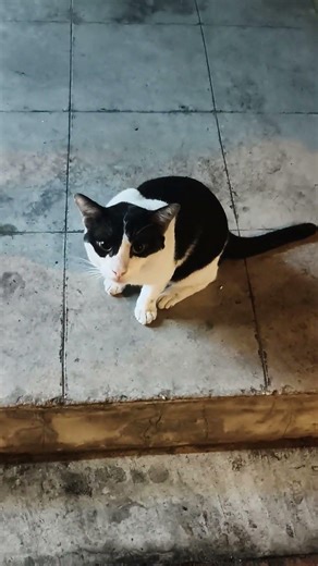 เสียงหาย #cat #comedy #funny #cute