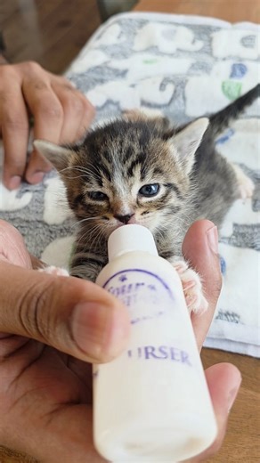 Abdul's Cats on Instagram: "Tonya with her bottle, bringing us in at number 2 for the year 🥺 This was a sweet moment but this litter is also an example of some of the tough situations that come with fostering a vulnerable population of cats. Tonya and her litter mates Rosie & Donna passed away after falling ill with panleuk. Also a reminder to check that your cats are up to date on their vaccines. Bambi is due soon for her boosters, we'll share a reel of her vet visit too. Original caption: I c