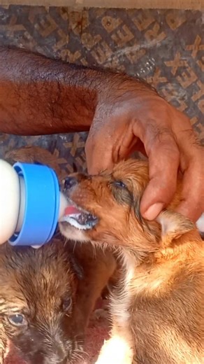 Hungry & Dehydrated 💔 Bottle Feeding Motherless Puppies 🍼 #shorts