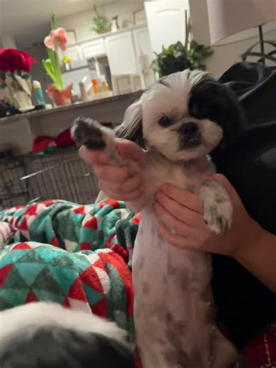 Sierra ML (@sierramls)’s videos with Maps - Yeah Yeah Yeahs