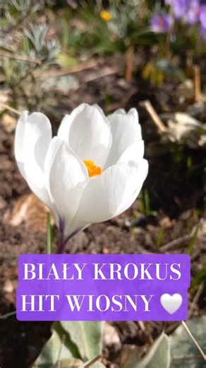 Crocus 'Jeanne d'Arc' 🤍 The most beautiful white crocus of spring! #shorts