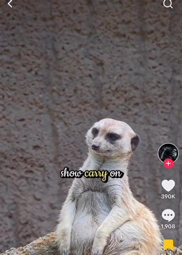 Tattoos & Scars Saloon - Key West on Reels