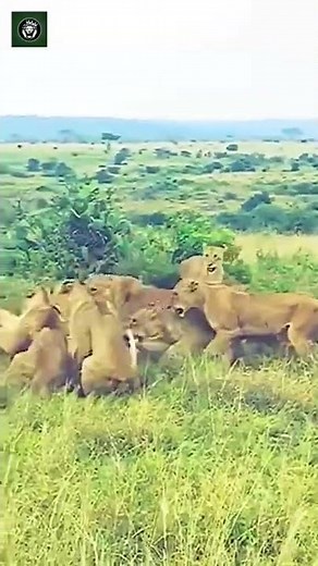 Lioness vs Lioness - Credits: Unknown 🎥