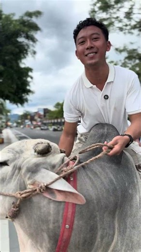 Amazing cow ride #fyp viral #sheep #farming