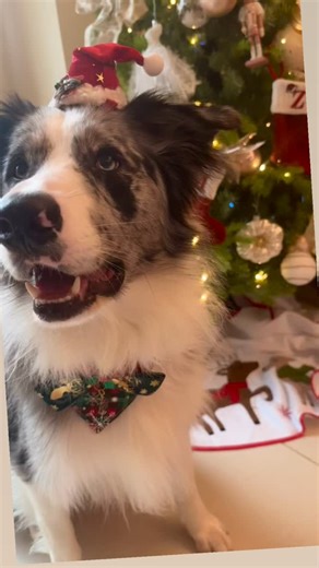We wish you a merry Christmas 🎄🎁🐾🐾🦖🦖#bordercollie #香港邊牧 #merrychristmas❤️ #doglife #happydog | Tracy Lee Lee Li