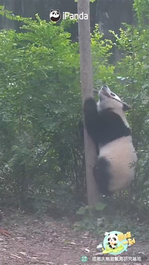 18K views · 412 reactions | Come down! This tree is too high for our baby panda to climb~ #HiPanda #ChengduPandaBase #PandaMoment For more panda information, please check out: https://en.ipanda.com | iPanda | Facebook