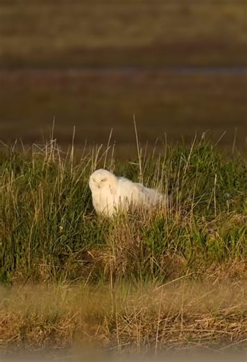 Snowy owl finds the perfect cozy spot after battling strong winds | Wildlife moment