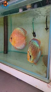 Welcome to Vina Discus Tropical ( Part 291) #discus #vinadiscus | Linh Ngô