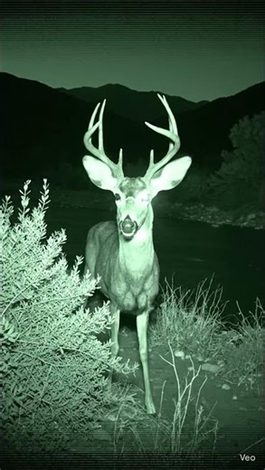 CCTV Camera Captures a Deer Near the River Bank at Night03/13/2026 22:34:43