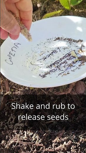 How to Harvest Anise Hyssop Seeds & Grow Your Own Unique Herb