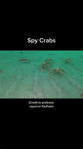 ⚠️ everything in this video is fake, no one is or was hurt ⚠️#fyp #teamfortress2 #tf2 #sfm #valve #gaming #funny #the_real_scout_tf2 #christheraccoon