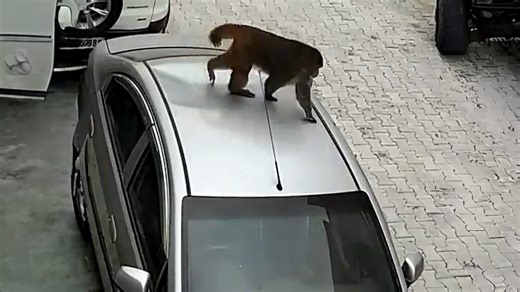 Monkey turns a car into an impromptu trampoline