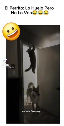 Videos de gerard (@galata.2_.20) con “sonido original - El Rasta”