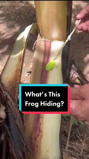 Amazing Red-Eyed Tree Frogs: Masters of Camouflage